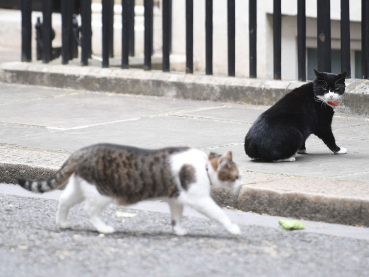  Palmerston (R) regarde Larry le Downing Street cat walk by dans Downing Street 