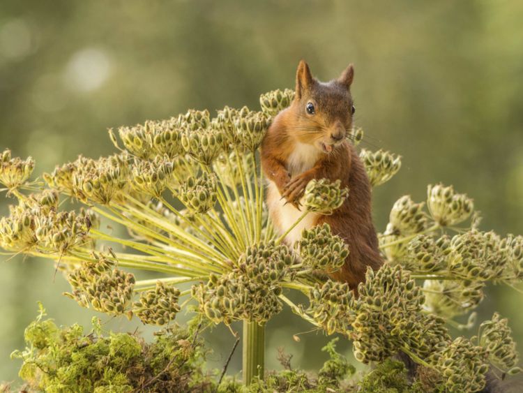 Un écureuil rouge au-dessus d'une plante de hogweed 