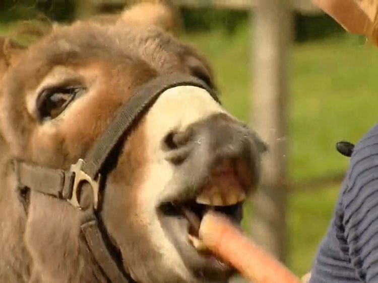  L'âne essaie de manger du mclaren coloré aux carottes 