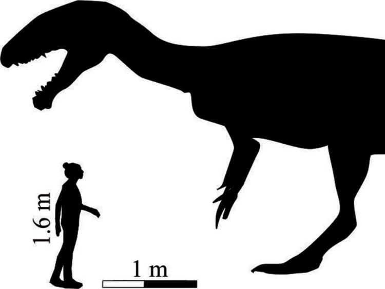  Image de "megatherapod" sur les empreintes trouvées au Lesotho 