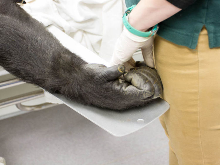  Zoo de John Loughlin / Woodland Park http://blog.zoo.org/2017/10/uw-husky-football-physician-helps-zoo.html