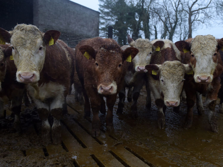  LIFFORD, IRLANDE - 9 JANVIER: Des vaches nourries à l'herbe dans l'élevage bovin de Raymond Palmer le 9 janvier 2015 à Lifford, en Irlande. Le bœuf irlandais a été approuvé pour la vente aux États-Unis pour la première fois depuis près de 16 ans suite à la levée de l'embargo sur les importations de bœuf européen en place depuis la flambée de l'ESB à la fin des années 1990. L'Irlande est le premier pays européen à avoir accès au marché américain. (Photo par Charles McQuillan / Getty Images) 