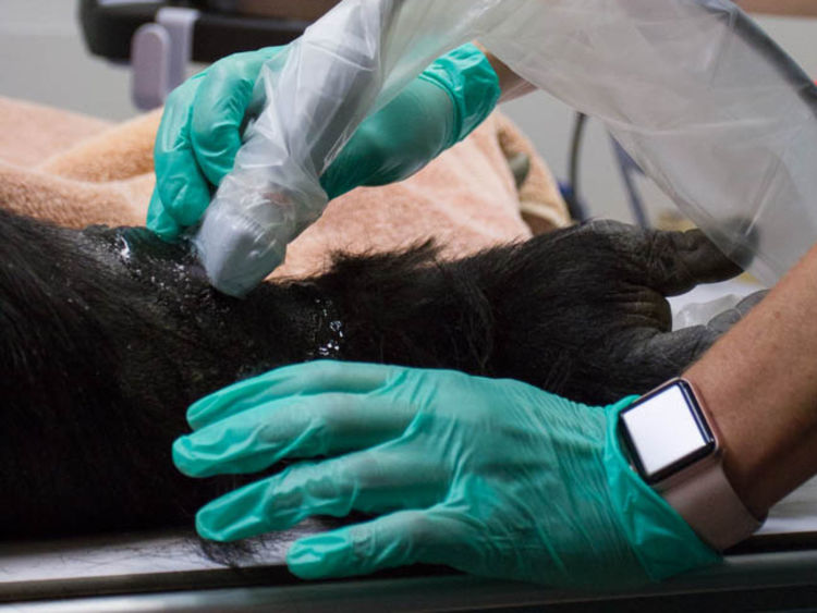  John Loughlin / Parc zoologique de Woodland http://blog.zoo.org/2017/10/uw-husky-football-physician-helps-zoo.html