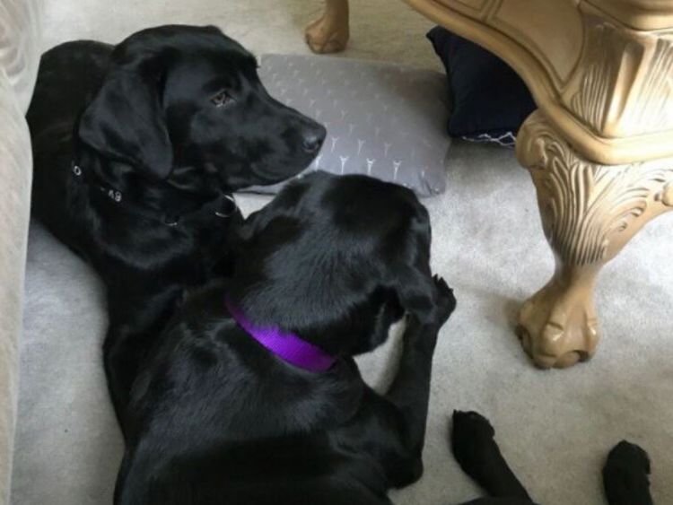  Lulu le chien renifleur qui est tombé du programme pour ne pas renifler les bombes - pic: CIA Twitter 