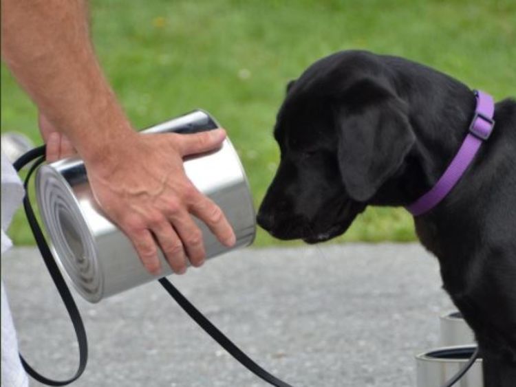  Lulu le chien renifleur qui est tombé du programme pour ne pas renifler les bombes - photo: CIA Twitter 