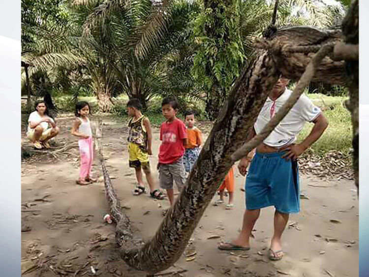  Le serpent. Pic: AFP PHOTO / BATANG GANSAL POLICE 