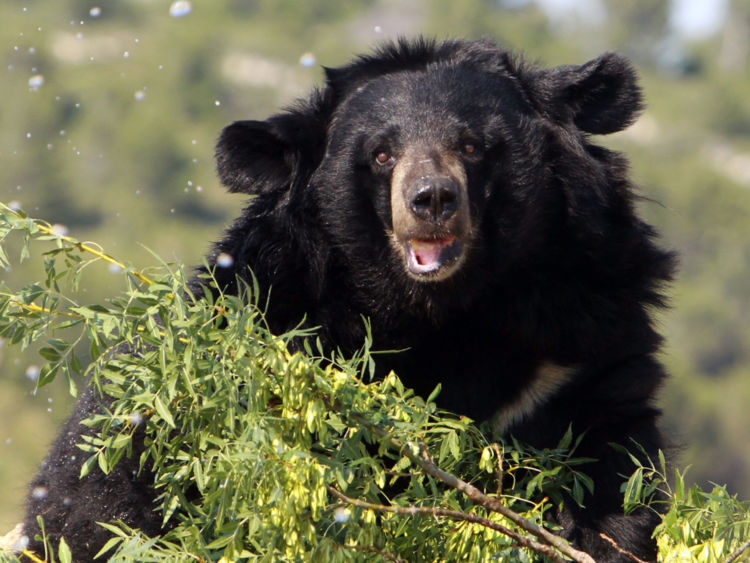  Des essais sur un spécimen appartenaient à un ours noir asiatique comme ceci. Image du fichier 