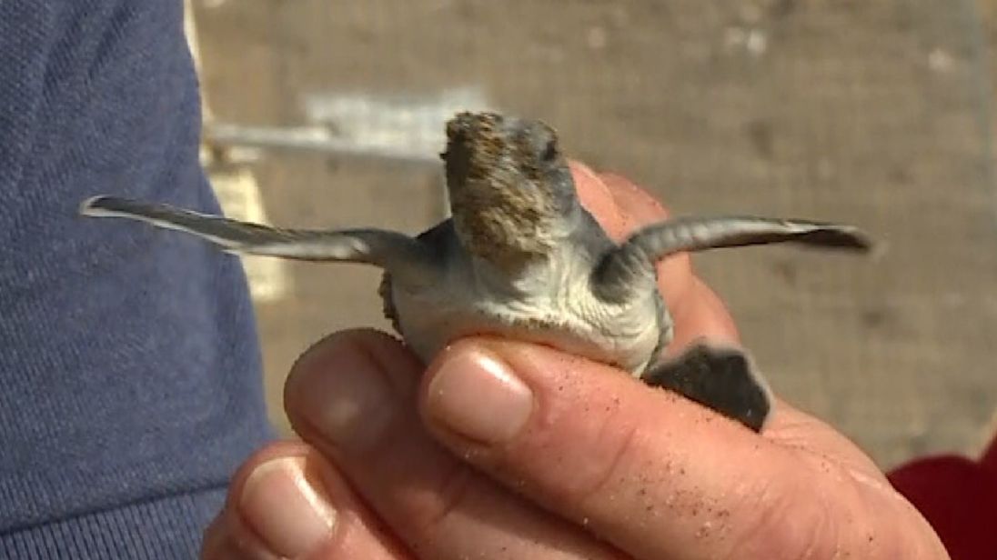  Cette tortue bébé voit la lumière du jour pour la toute première fois 