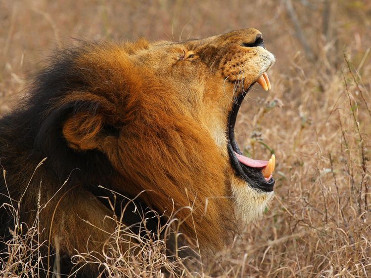  Les lions africains sont régulièrement la cible de braconniers dans le parc 