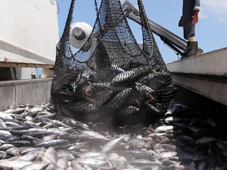  Les stocks de pêche sont surpêchés 