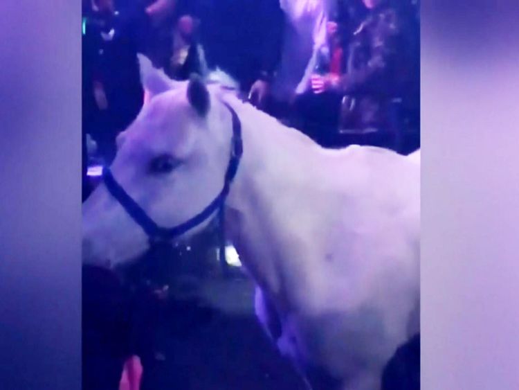  Le cheval a été filmé dans la discothèque de Miami Beach 