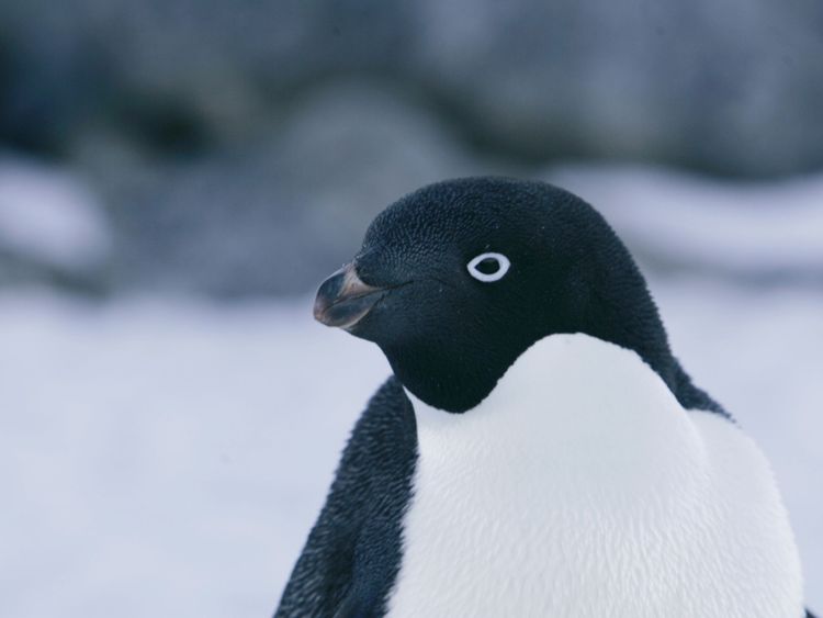  Commonwealth Bay, Antarctique de l'Est dans cette photo du 16 décembre 2009 