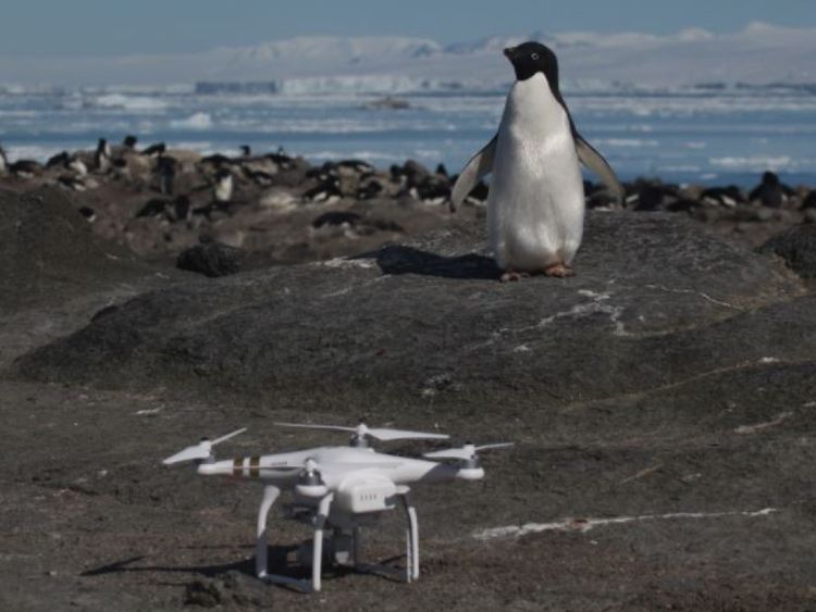  Danger Islands Expedition Image (4): "Un pingouin et un quadricoptère Adélie sur l'île Brash, les îles Danger, Antarctique" Pic: Stony Brook University [19659006] Image: </span><br />
        <span class=