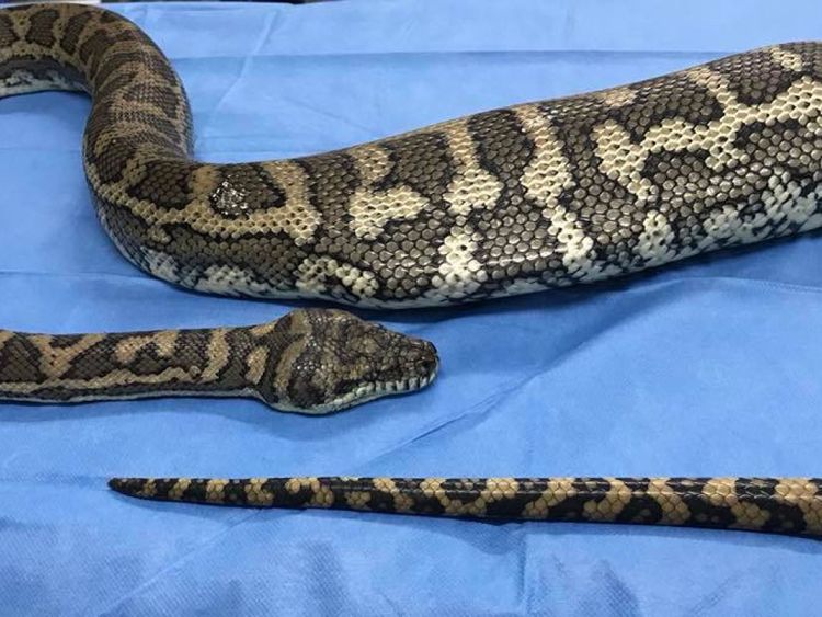  La pantoufle avait disparu quelques jours avant que le serpent ne soit repéré. Pic: Facebook / HerpVet 