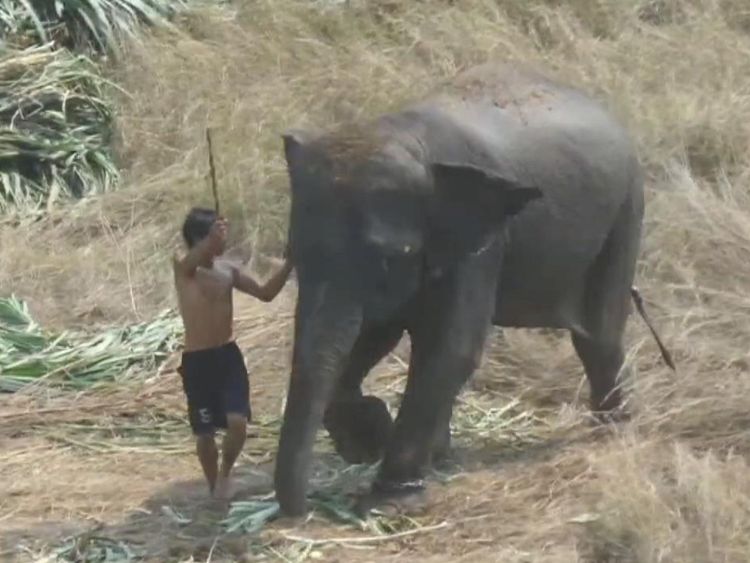 Un homme est filmé en train de battre un éléphant avec un insigne 