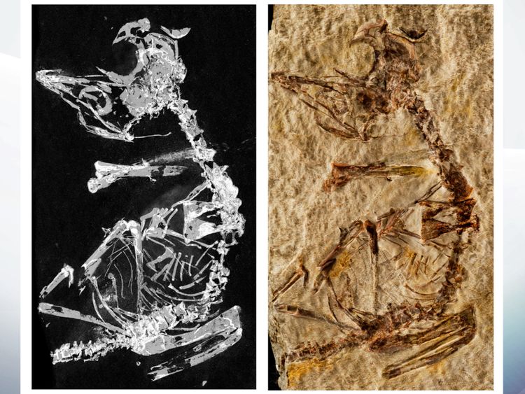  Image de cartographie au phosphore et photo de fossile. Pic: Dr. Fabien Knoll

