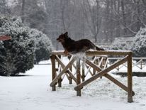  Un chien saute d'une clôture en bois dans le jardin de Sempione après une chute de neige à Milan 