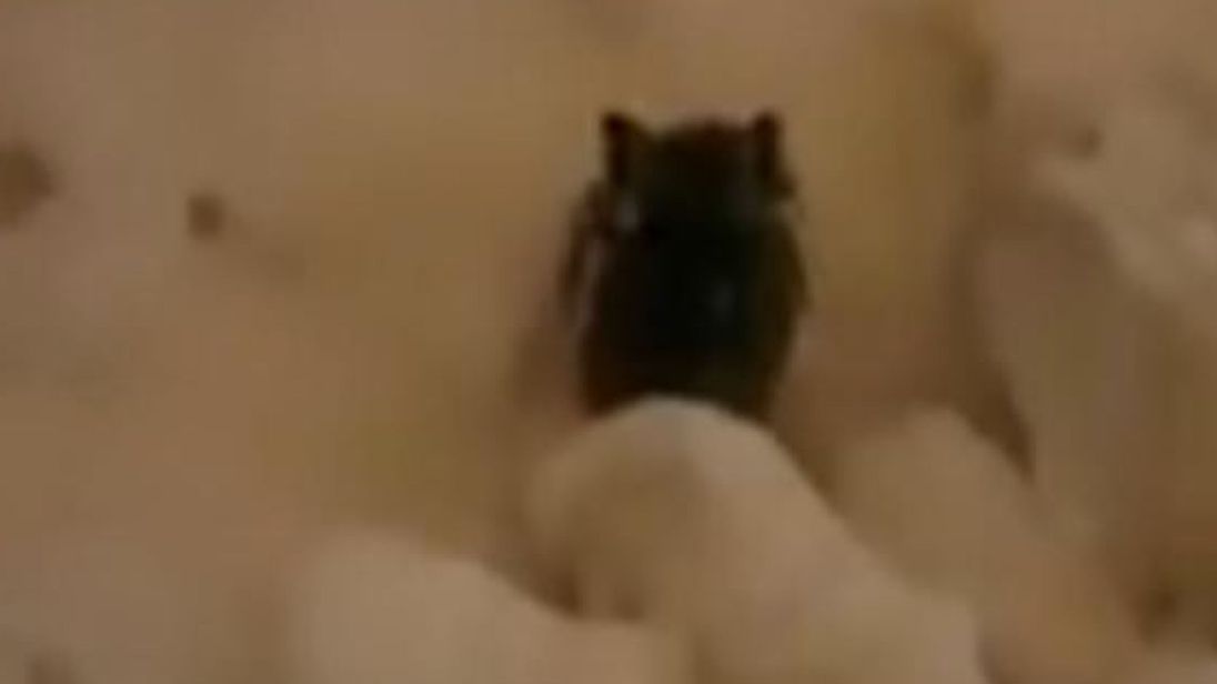  Le petit lapin sautillait dans la neige quand il était repéré 