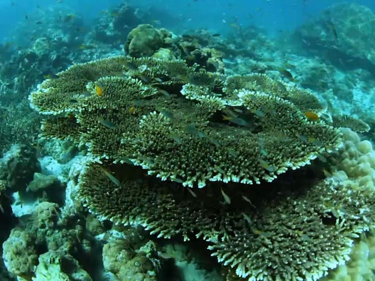  Depuis que le film a été réalisé, 80% du corail dans la baie est mort 