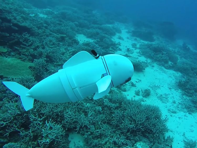  Le poisson robot peut nager à côté des vrais. Pic: MITCSAIL 