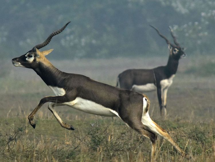  Blackbucks indiens, als o connu comme les antilopes indiennes. Image de dossier 