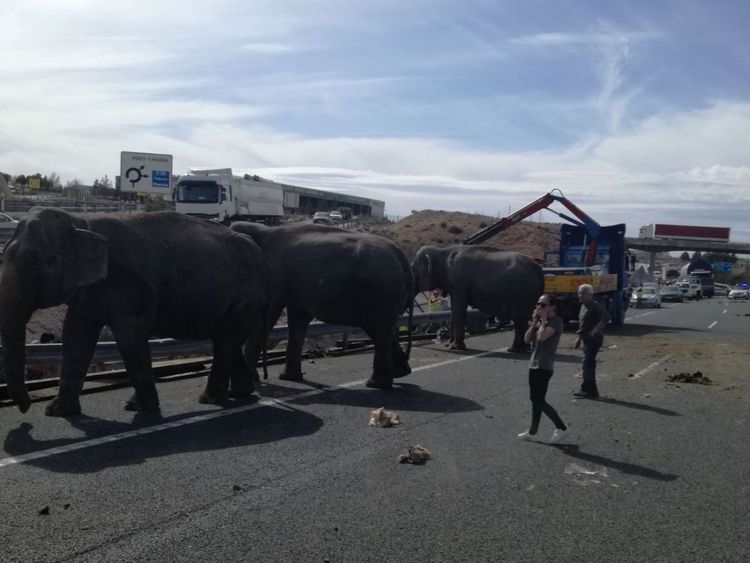  Des éléphants ont été blessés après le renversement du camion qu'ils empruntaient sur une autoroute espagnole. Pic: Police d'Albacete 