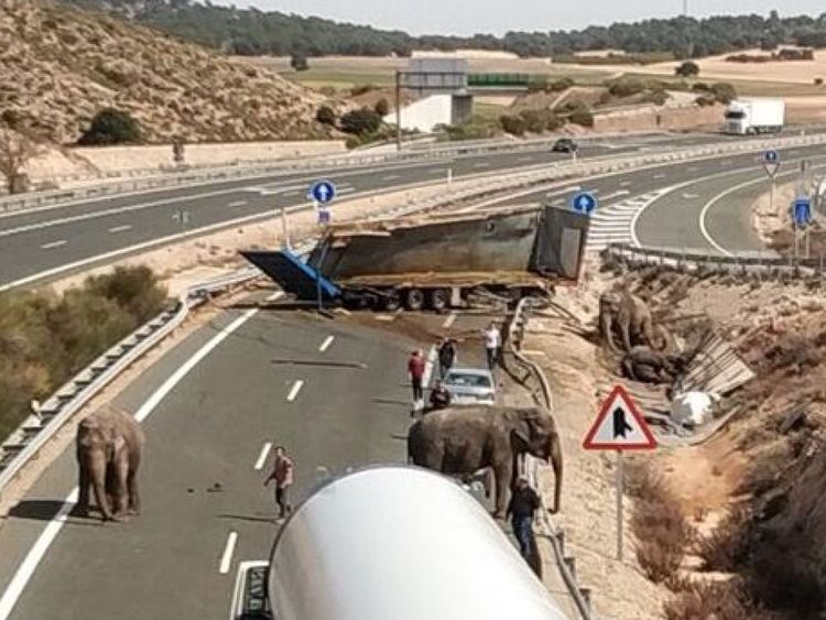  Éléphants blessés après le camion ils étaient en voyageant sur une autoroute espagnole renversée. Pic: Police d'Albacete 