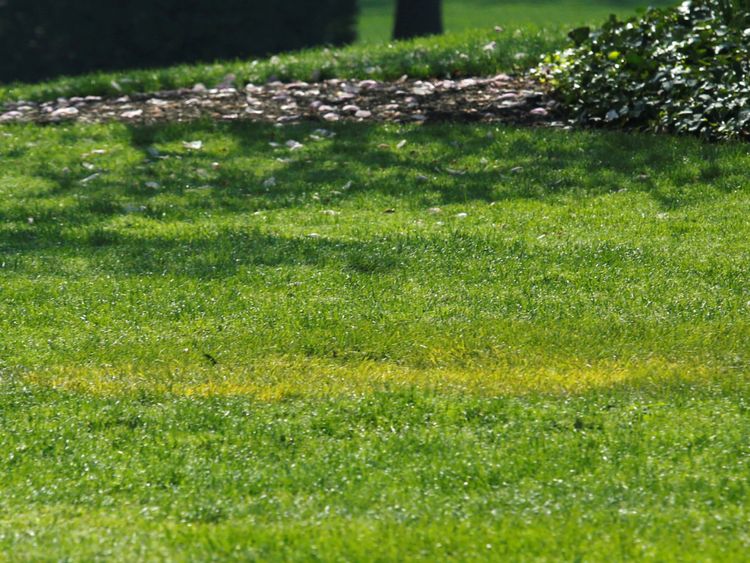  On voit une tache jaune où l'arbre planté par Emmanuel Macron et Donald Trump se tenaient sur la pelouse sud de la Maison Blanche 