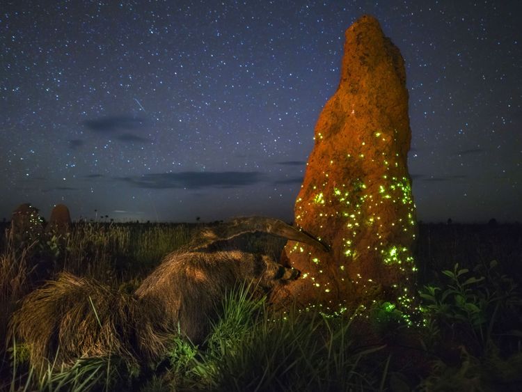  Le raid nocturne de Marcio Cabral, vainqueur de la catégorie Animaux dans leur environnement 