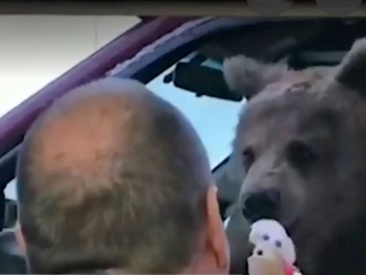  Bear nourri de crème glacée. Pic: CTVNews 