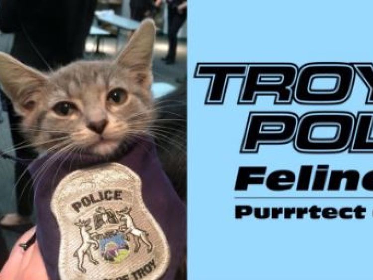  Pawfficer Donut, un chaton de sauvetage, a été officiellement assermenté comme le plus récent membre du département de police de Troie, Michigan. @TroyMI_Police 