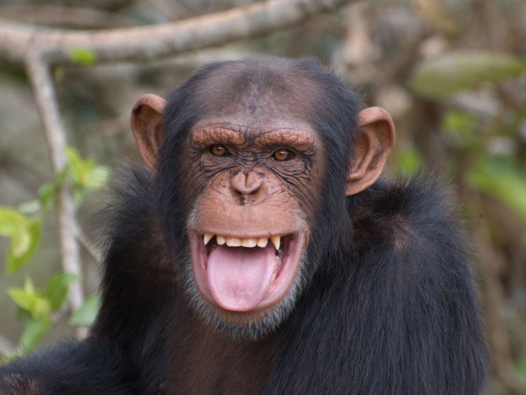  Un chimpanzé souriant 