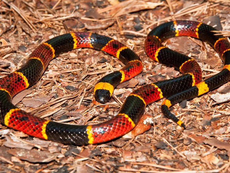  Serpent corail 