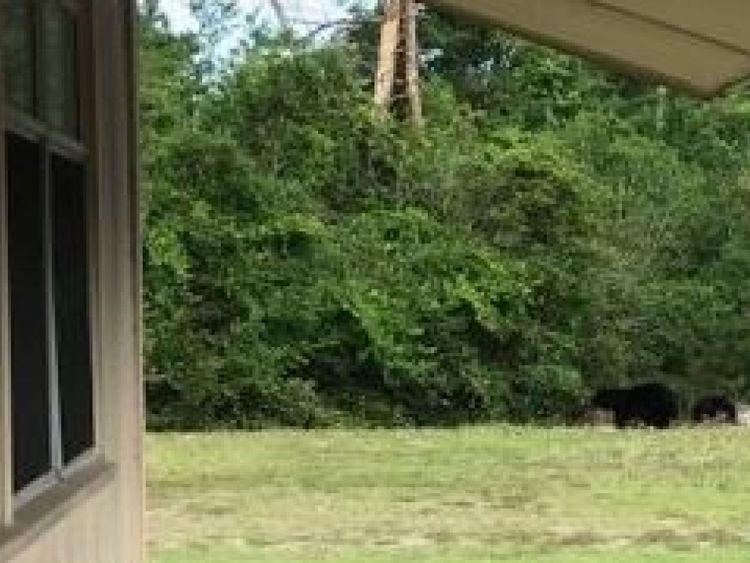  Les élèves ont été obligés de rester dans leurs classes alors que les ours affamés se nourrissaient de nourriture 