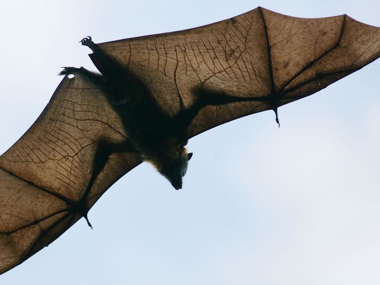  La chauve-souris frugivore est le principal vecteur du virus 