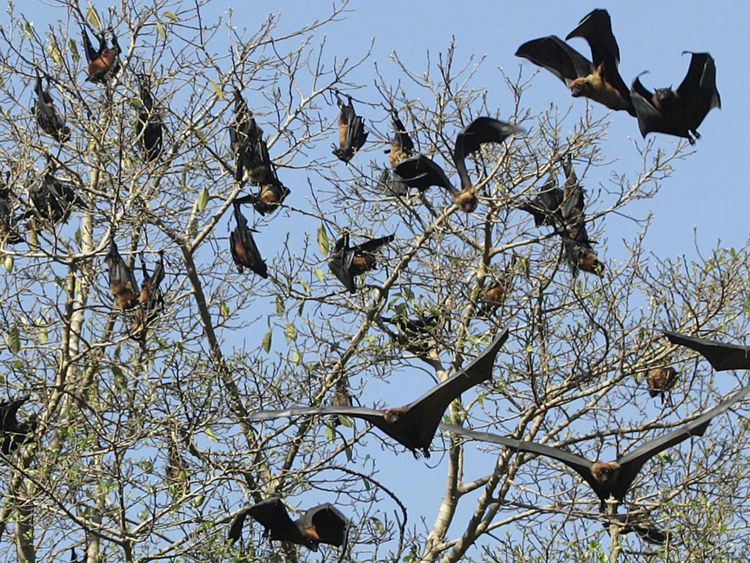  Les chauves-souris frugivores dans un arbre à Amritsar, en Inde. Pic: fichier 