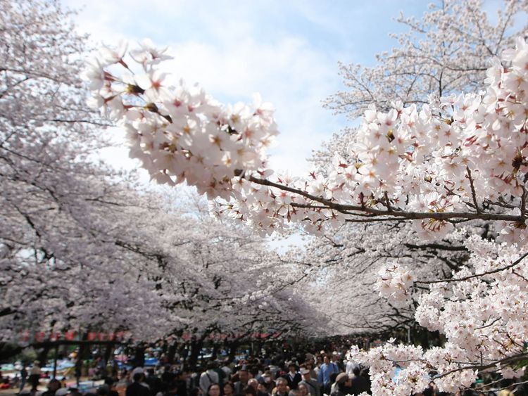  TOKYO - 29 mars: Les fleurs de cerisier sont vues en pleine floraison à Tokyo Parc d'Ueno le 29 mars 200..W à Tokyo, Japon. La floraison des cerisiers est 7 jours plus tôt que l'année moyenne à Tokyo. (Photo par Koichi Kamoshida / Getty Images) 