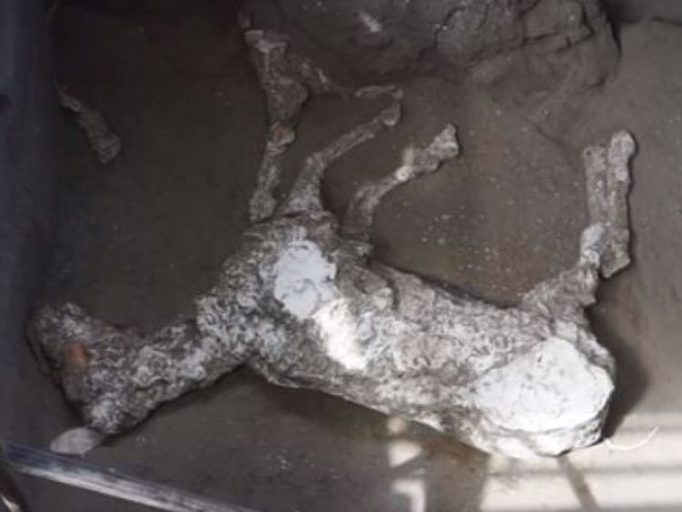  Les restes d'un énorme cheval, trouvé dans une écurie dans une villa de Pompéi, ont été dévoilés 