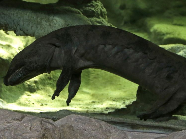  Karlo, une salamandre géante chinoise, qui, selon le zoo, est probablement la plus grande salamandre vivante du monde avec la longueur du corps de 158cm, nage dans son enceinte au zoo de Prague, République tchèque, 20 décembre 2015 