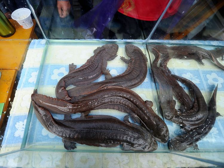  Salamandres géantes chinoises exposées à un festival de nourriture à Zhangjiajie, Chine centrale en 2015 