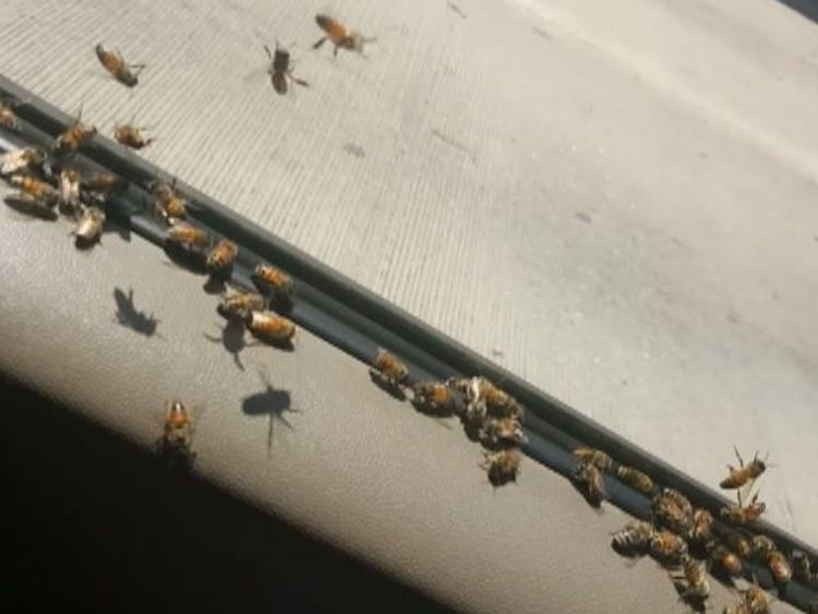 Environ 3.000 abeilles ont essaimed le véhicule [19659005] Image: </span><br />
        <span class=