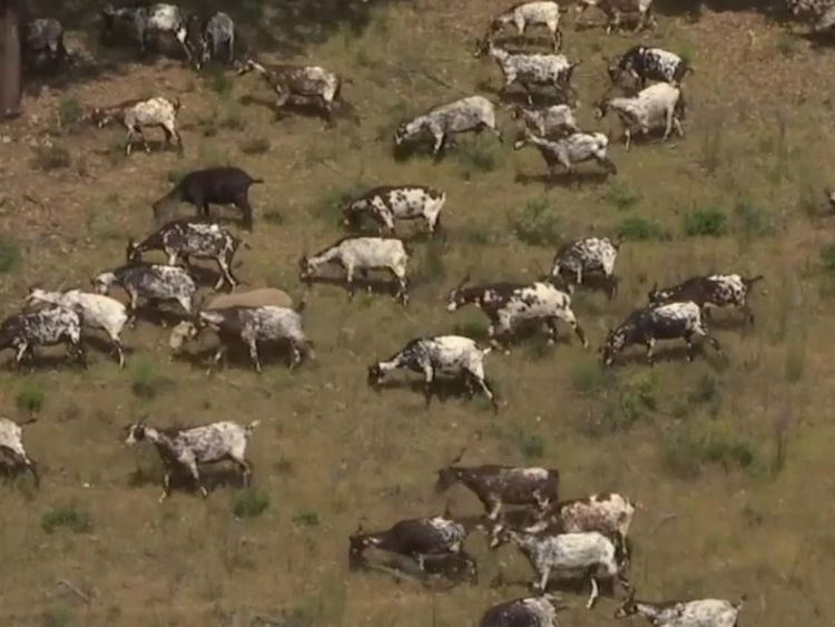  Des dizaines de troupeaux de chèvres ont été embauchés par le gouvernement portugais 