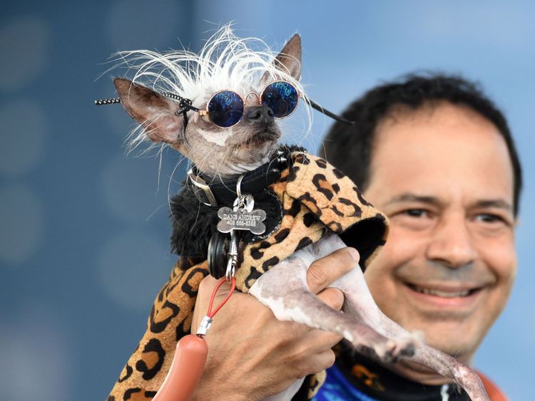 Rascal Deux, un teckel chinois à crête