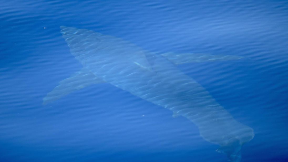 Un grand requin blanc repéré au large des côtes de Majorque par le groupe de conservation Alnitak Mission. Pic: Alnitak