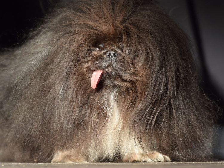 Wild Thang, un Pékinois