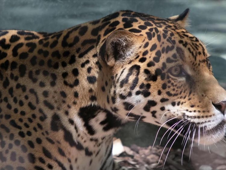 Le zoo a déclaré qu'il ne sera pas euthanasié après les attaques