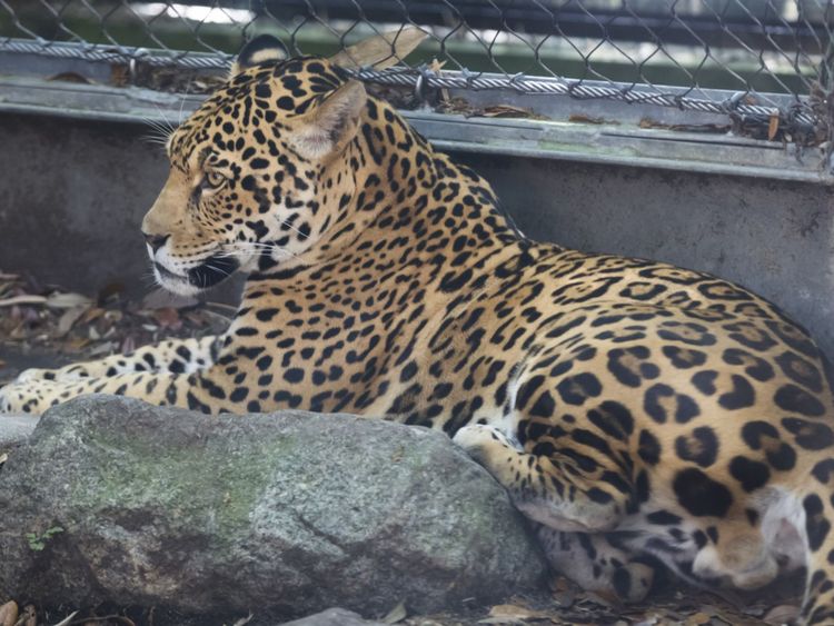 Le jaguar était âgé de trois ans Valerio