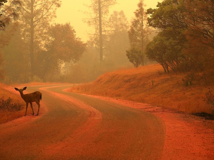 Un cerf se trouve dans une forêt couverte de retardateur de feu
