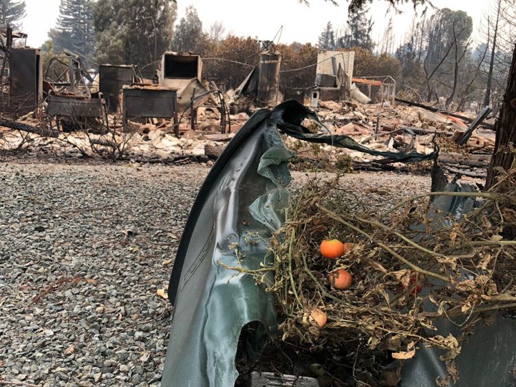 Une plante de tomate survit à l'incendie et repose sur une poubelle à roulettes fondue