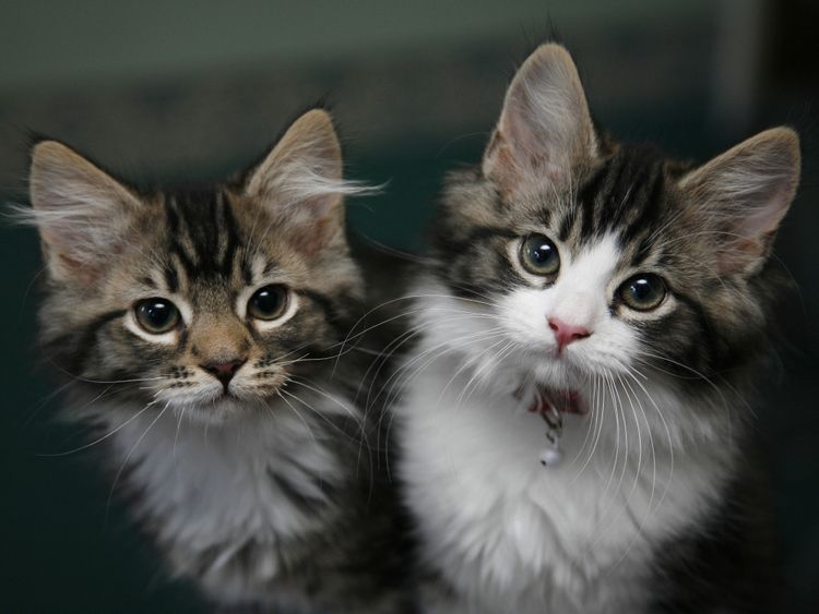 La RSPCA affirme que plusieurs chats ont été abattus à Magull, dans le Merseyside. Fichier image